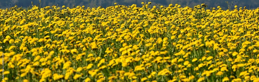 prairie prairie