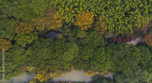 Aerial shot of green and yellow forest with small lake and river