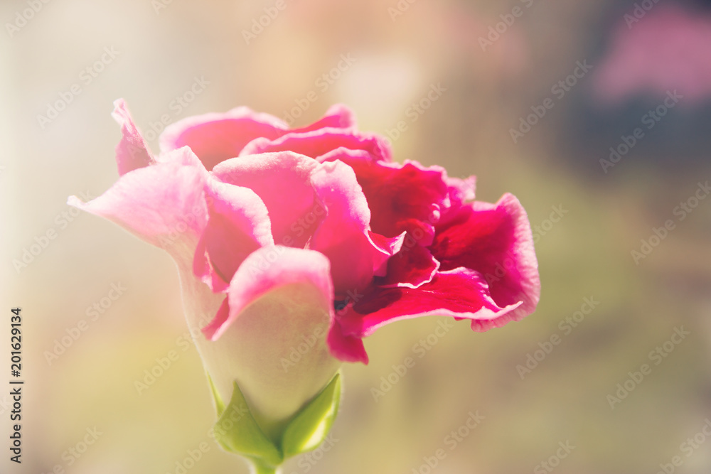 Beautiful flower blooming red gloxinia in the morning sun. Beautiful flower blooming red gloxinia in the morning sun.
