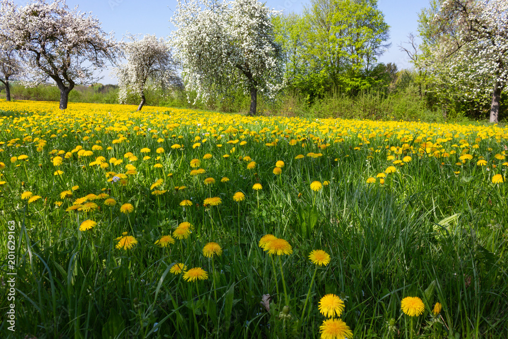 springtime flower lawn springtime flower lawn