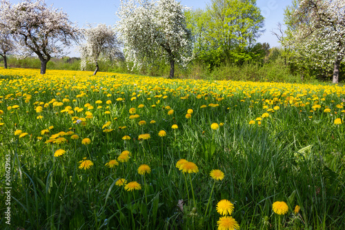 springtime flower lawn