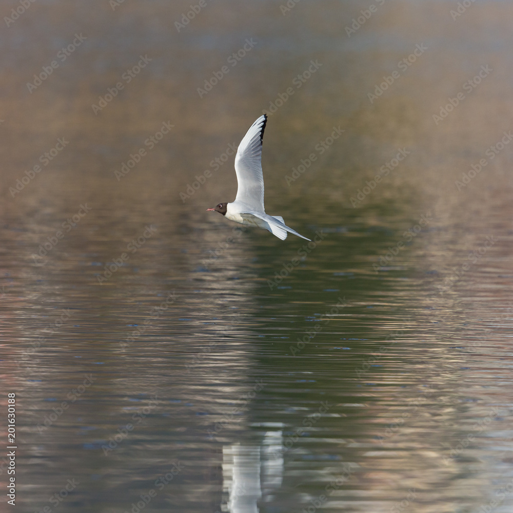 black-headed gull (larus ridibundus) flying over water surface black-headed gull (larus ridibundus) flying over water surface