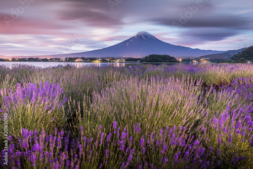 Night view of Mountain Fuji and lavender fields in summer season at Lake kawaguchiko