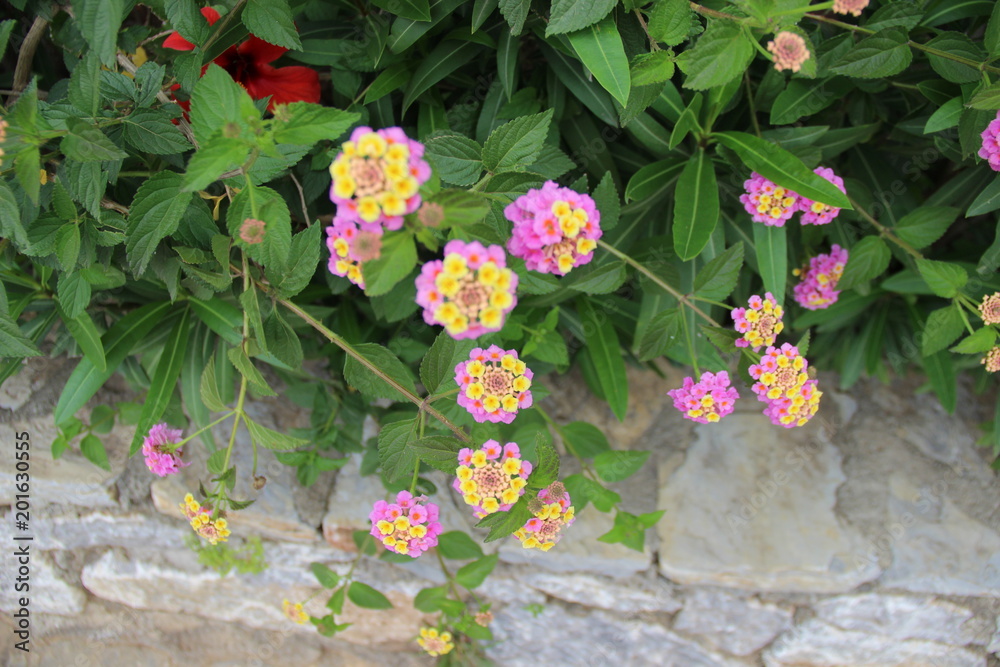 bright beautiful flowers bright beautiful flowers