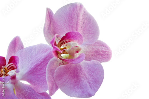 Orchid flowers isolated on white