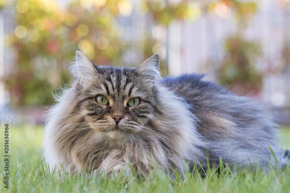 Male brown long haired cat in a garden, siberian purebred
