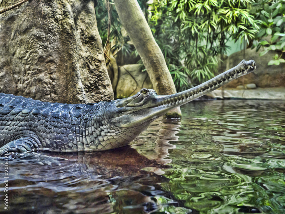 Fototapeta premium Gharial, Gavialis gangeticus, wyróżnia się bardzo długą szczęką