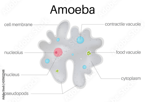 The structure and diagram of  amoeba