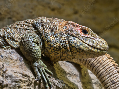 Caiman Lizard Dracena guianensis, a mighty lizard © vladislav333222