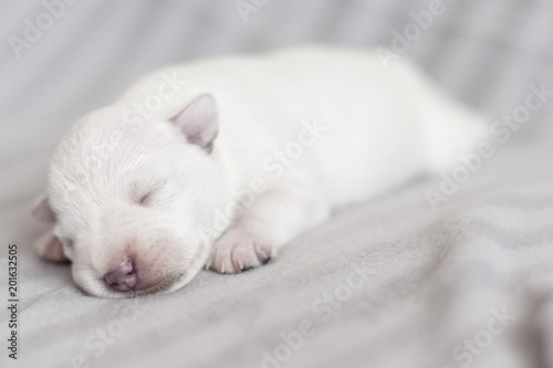 Newborn puppy white color on a light background