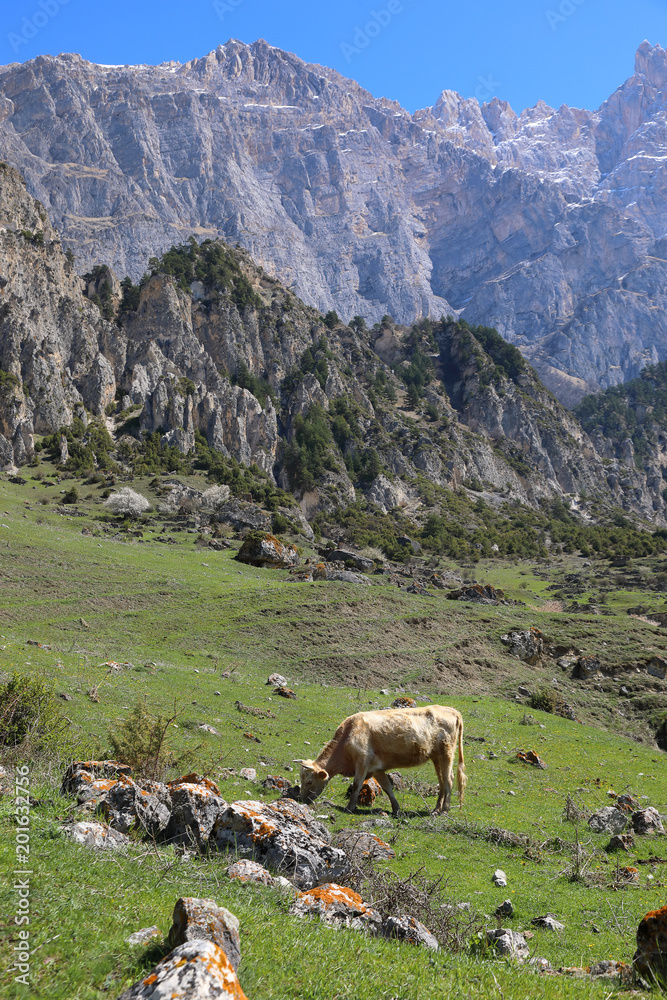 Cow grazing in the highlands of North Ossetia.