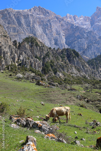 Cow grazing in the highlands of North Ossetia. © Alexey Kuznetsov