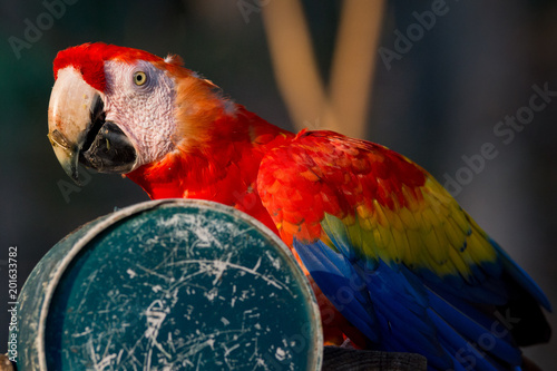 Scarlet macaw at Copán Ruinas