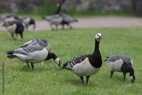 Finnish geese