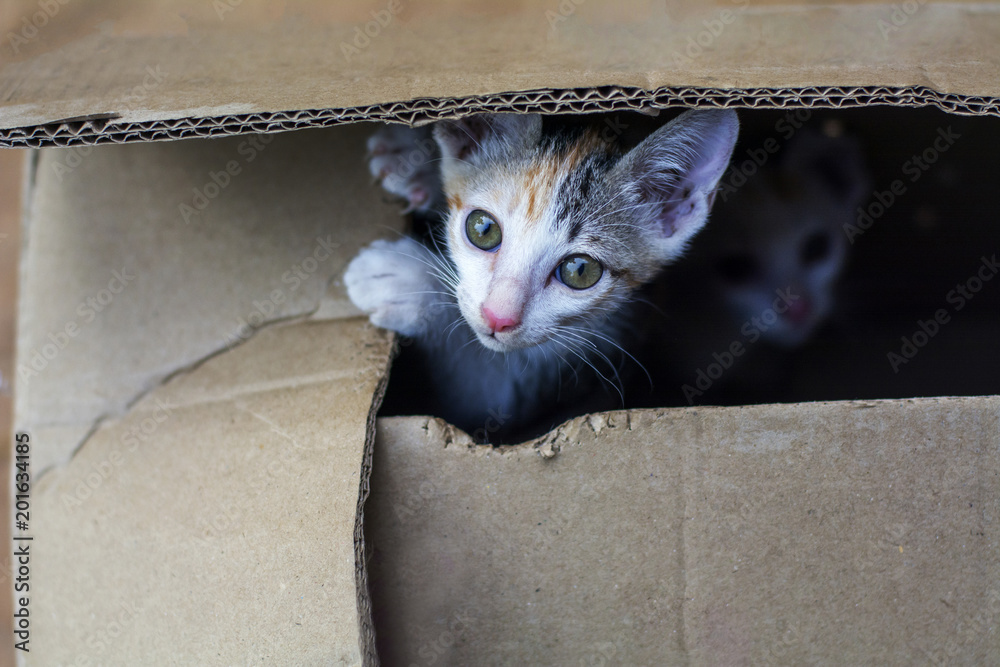 wuss and pretty small domestic kitten cat in brown paper box