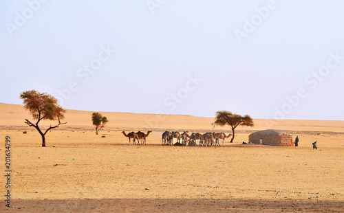 Village in the area of Sahel   in Chad  