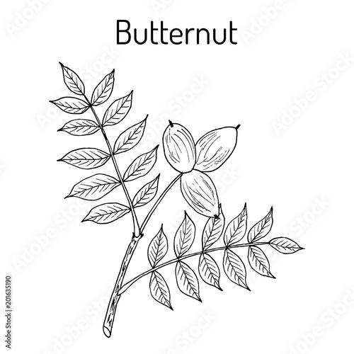 Butternut, Juglans cinerea , or white walnut, medicinal plant