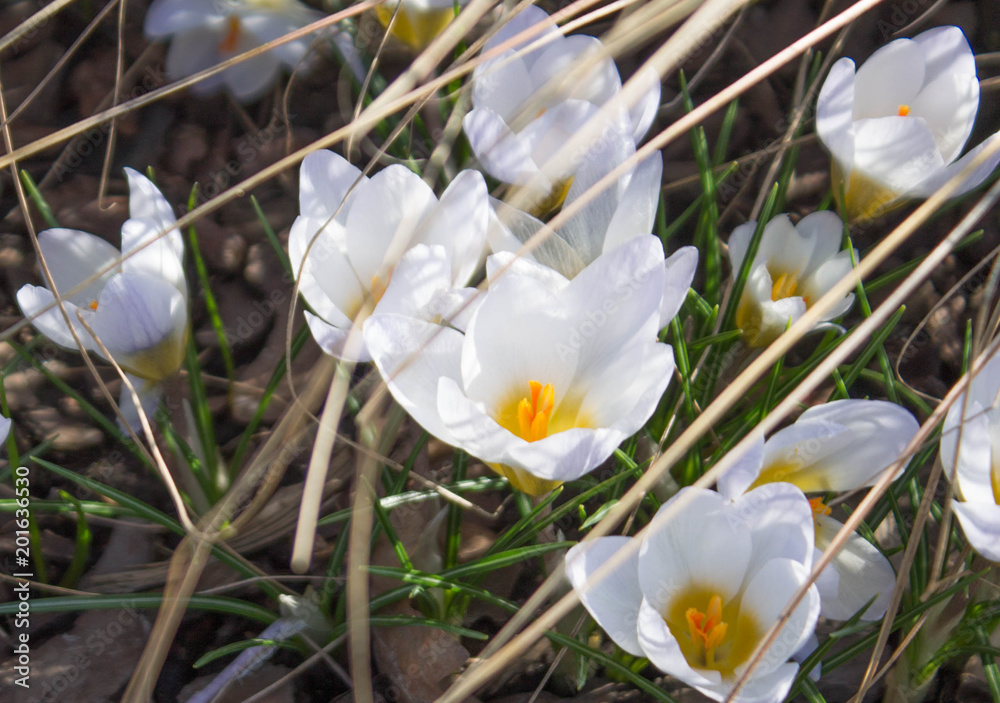first spring flowers snowdrops first spring flowers snowdrops