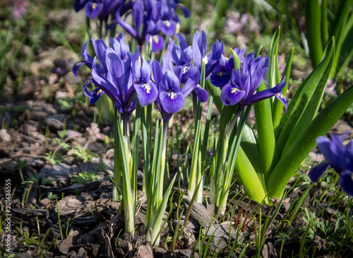 purple iris flowers growing in the ground