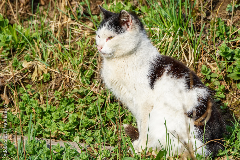 Cat in the village on the grass Cat in the village on the grass