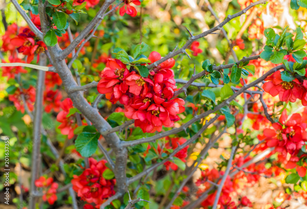 Zierquittenblüten Zierquittenblüten