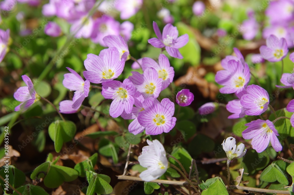 Kleeblüten im Wald Kleeblüten im Wald