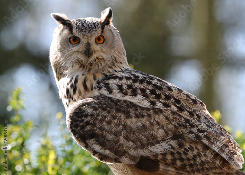Close up of an Eagle Owl in woodland