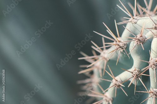 Carnegiea cactus. Background with desert cactus. Thorns on succulent plant. Green color photo
