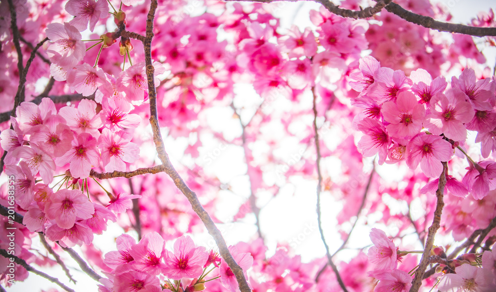 Obraz premium 舞鶴城公園の河津桜