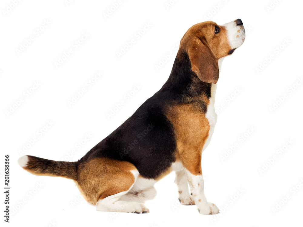 beagle dog sits sideways on a white background