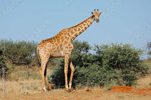 A southern giraffe  Giraffa camelopardalis  in natural habitat  South Africa.