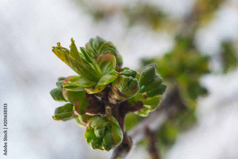 first leaves in spring