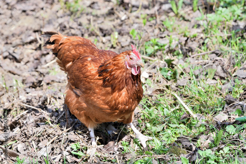 close up portrait of  domestic chicken eating on the grass farm	