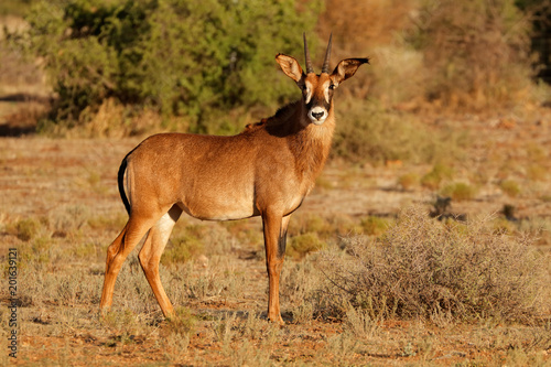 A rare roan antelope (Hippotragus equinus) in natural habitat, South Africa. © EcoView