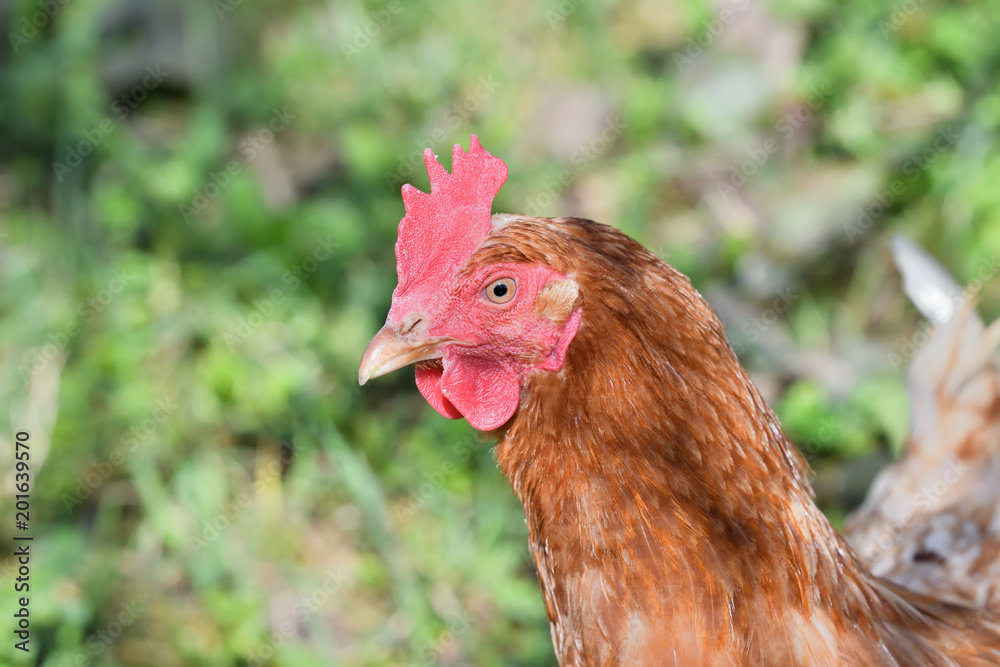close up portrait of  domestic chicken eating on the grass farm	