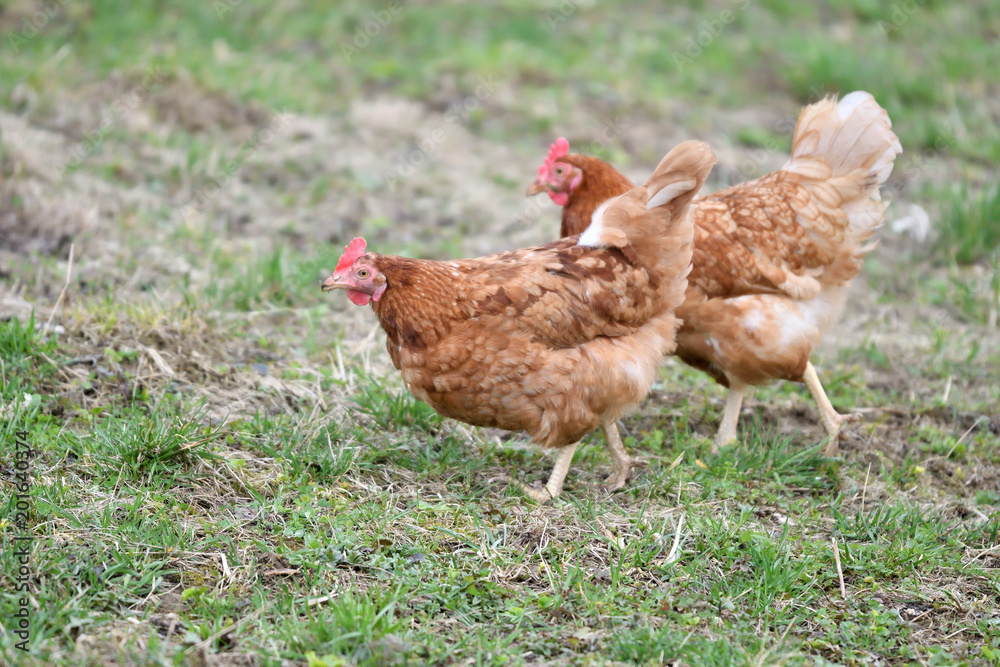 Fototapeta premium close up portrait of domestic chicken eating on the grass farm 