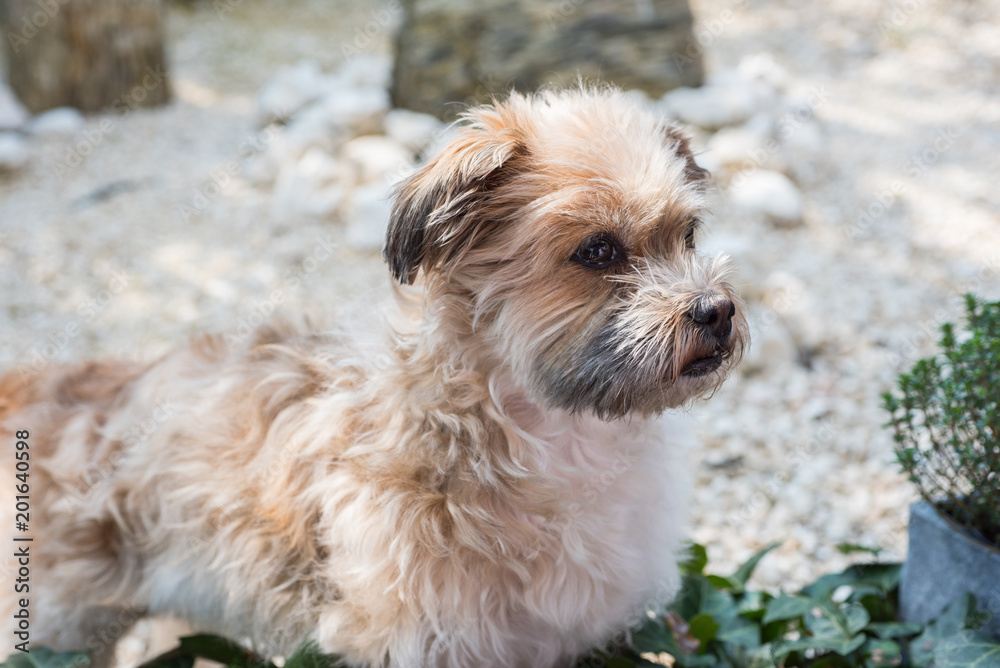 Shorky, ShiTzu Yorkshire Terrier Mischling aufmerksam im Garten Shorky, ShiTzu Yorkshire Terrier Mischling aufmerksam im Garten
