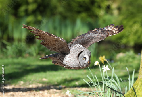 Close up of a Great Grey Owl flying through woodland