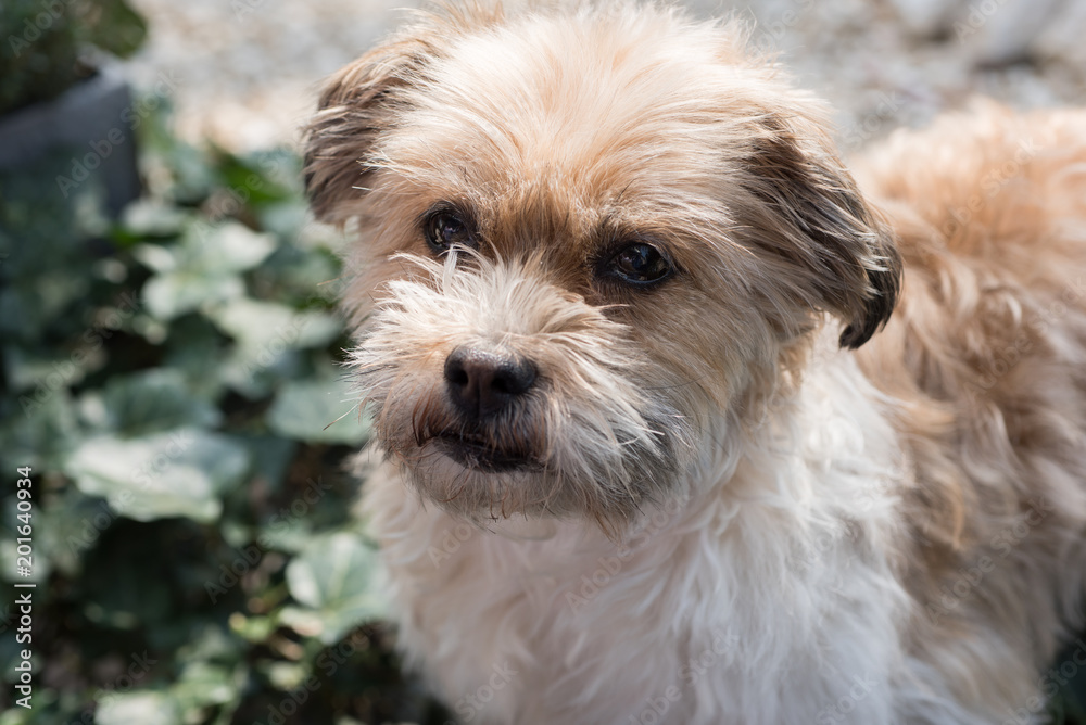 Shorky, ShiTzu Yorkshire Terrier Mischling aufmerksam im Garten