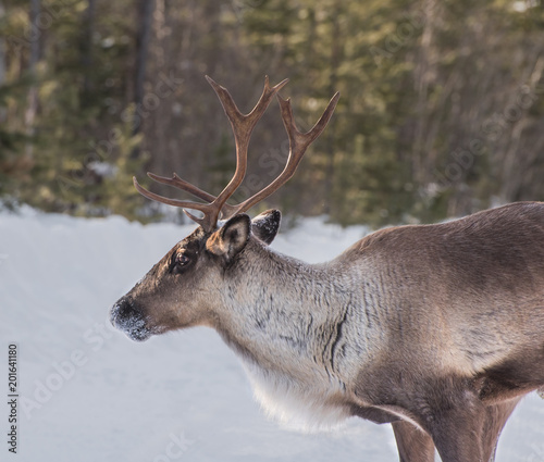 A wild woodland Caribou (Northern Mountain population), only 60 remain in this individuals herd photo