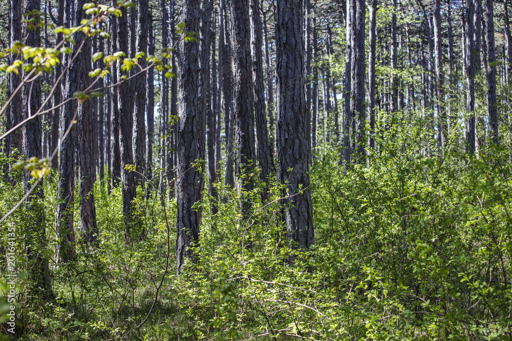 Obraz premium green spring forest