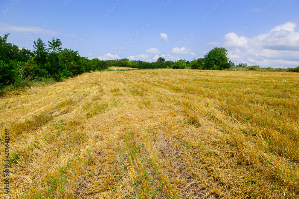 Beautiful field landscape with green trees, Armenia Beautiful field landscape with green trees, Armenia
