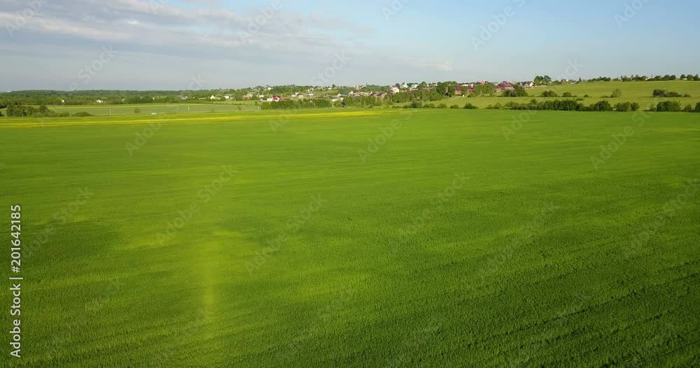 Aerial Drone Shot over Large Green Wheat Field Aerial Drone Shot over Large Green Wheat Field