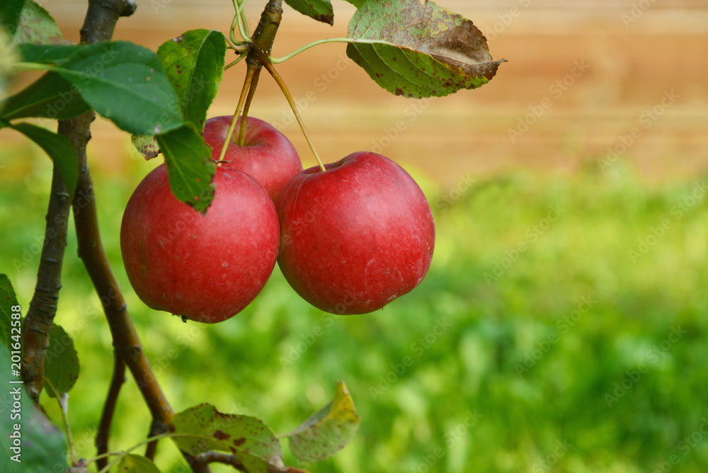 Red apples on tree in the garden Red apples on tree in the garden