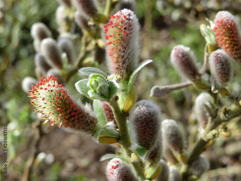 Blooming willow branch. Willow flowers in spring forest, Salix caprea Blooming willow branch. Willow flowers in spring forest, Salix caprea