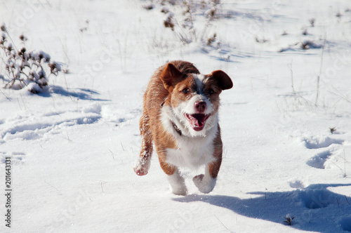 Perro corriendo sobre la nieve.