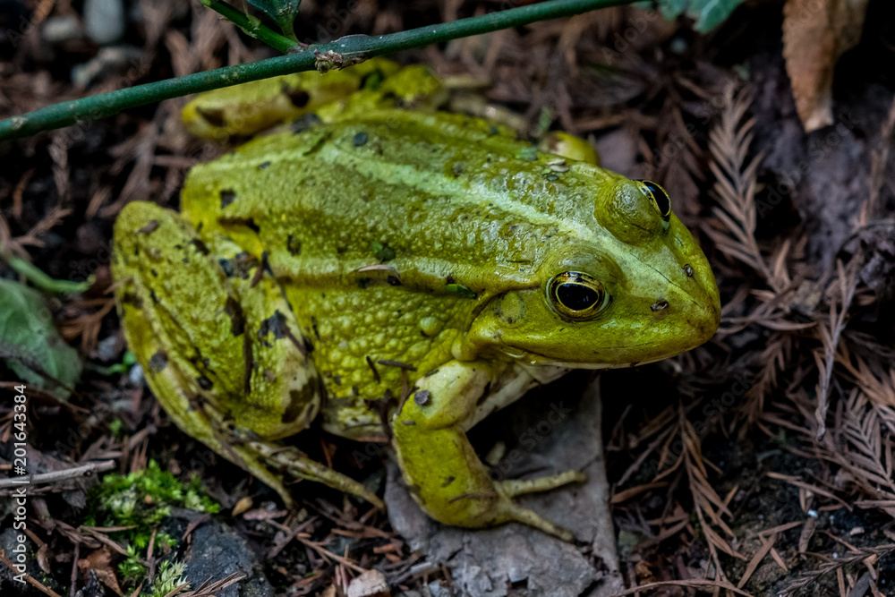 Fototapeta premium Zaba