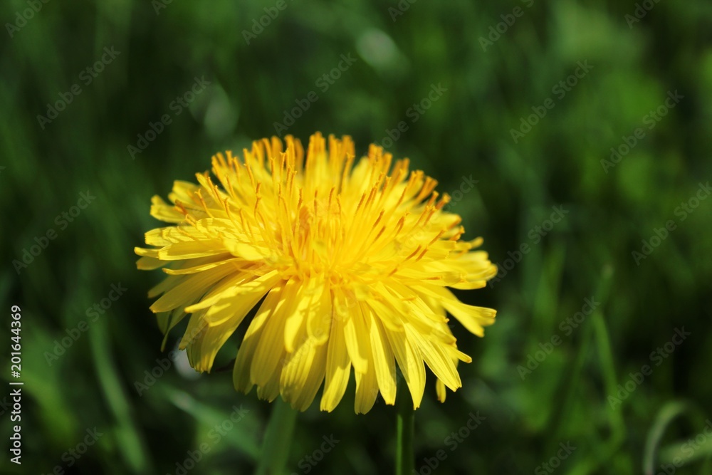 Nahaufnahme einer Löwenzahnblüte, Allgäu Nahaufnahme einer Löwenzahnblüte, Allgäu