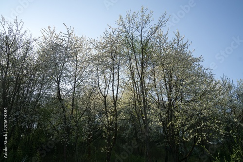 Fototapeta Naklejka Na Ścianę i Meble -  Spring tree flowering white blooming tree. Slovakia
