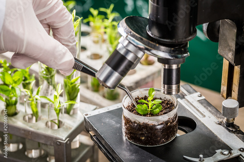 School laboratory exploring new methods of plant breeding